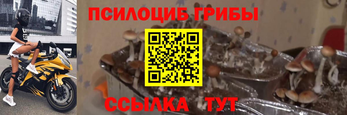 Псилоцибиновые грибы Magic Shrooms Тверь